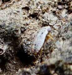 Geocoridae