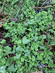 Chrysosplenium oppositifolium