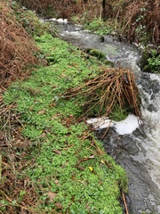 Chrysosplenium oppositifolium