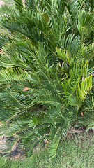 Zamia integrifolia