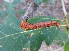 Anisota oslari