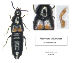 Aleochara bipustulata