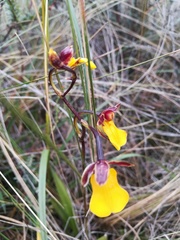 Cyrtochilum aureum