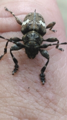 Aegomorphus quadrigibbus