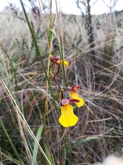 Cyrtochilum aureum