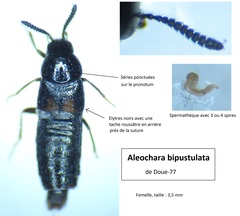 Aleochara bipustulata