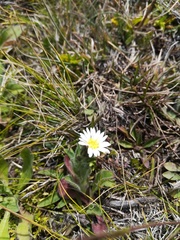Noticastrum marginatum