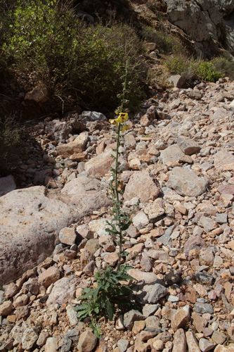 Verbascum maroccanum image