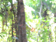 Nephila