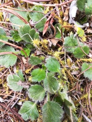 Azorella multifida