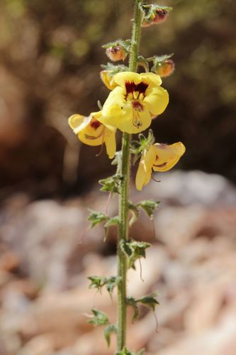 Verbascum maroccanum image