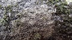 Lecania rabenhorstii