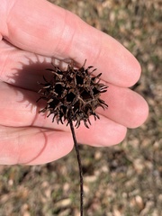 Liquidambar styraciflua image