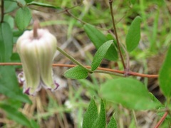 Clematis reticulata