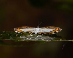 Nymphidium plinthobaphis