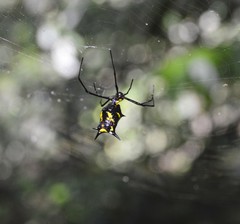 Micrathena kirbyi