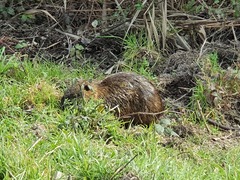 Myocastor coypus