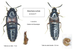 Aleochara curtula