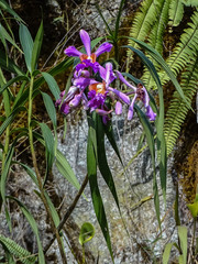 Sobralia dichotoma