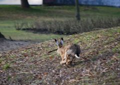 Lepus europaeus