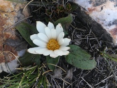 Knowltonia integrifolia