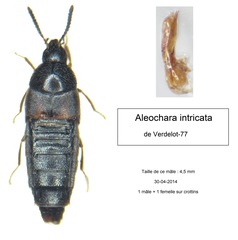 Aleochara intricata