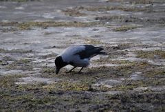 Corvus cornix