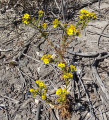 Deinandra fasciculata