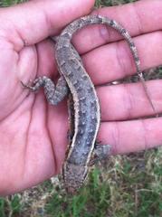 Sceloporus variabilis