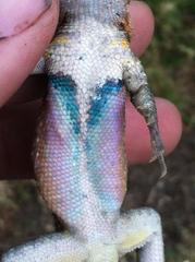 Sceloporus variabilis