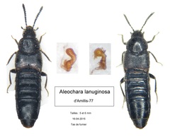 Aleochara lanuginosa