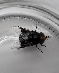 Copestylum spinigerum