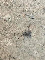 Zosis geniculata