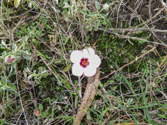 Pavonia cymbalaria