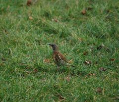 Turdus pilaris