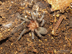 Catumiri argentinense