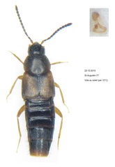 Oxypoda acuminata