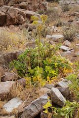 Astydamia latifolia image