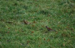 Turdus pilaris