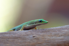 Phelsuma dubia