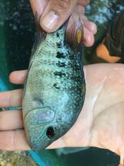 Herichthys carpintis