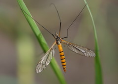 Ischnotoma rubriventris