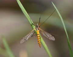 Ischnotoma rubriventris