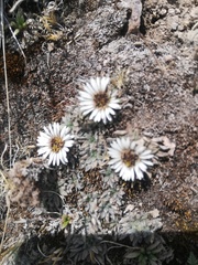 Erigeron rosulatus