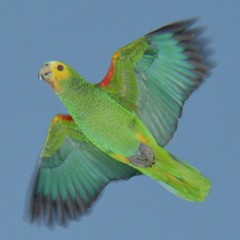 Amazona barbadensis