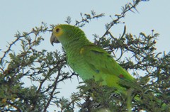 Amazona barbadensis