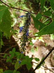 Salvia helianthemifolia