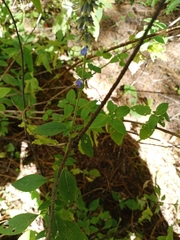 Salvia helianthemifolia