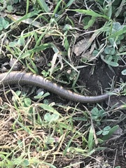 Plestiodon gilberti gilberti