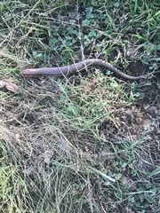 Plestiodon gilberti gilberti